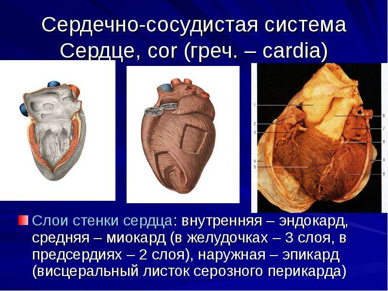 Сосуды сердца презентация