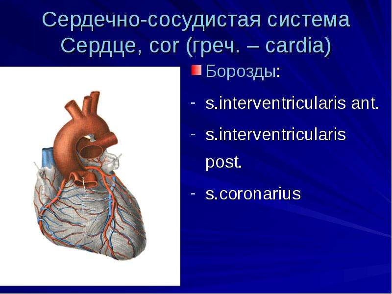 Артериальное сердце. Передняя межжелудочковая артерия. Задняя межжелудочковая артерия. Передняя межжелудочковая ветвь сердца. Межжелудочковая артерия сердца.