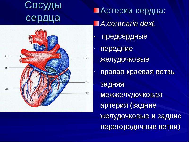 Сосудам 18. Сосуды сердца. Отделы сердца. Строение сердца и сосудов. Отделы сердца и сосуды.