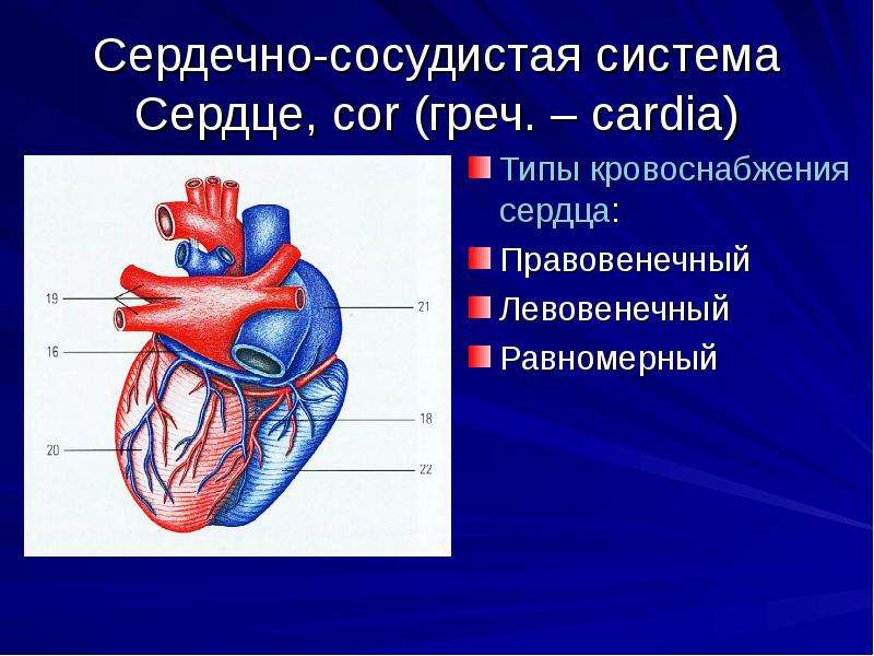 Типы сердец. Строение сердца и кровеносной системы. Строение сердечной системы. Сердце сердечно сосудистая система анатомия. Кровеносная система схема сосуды сердце.