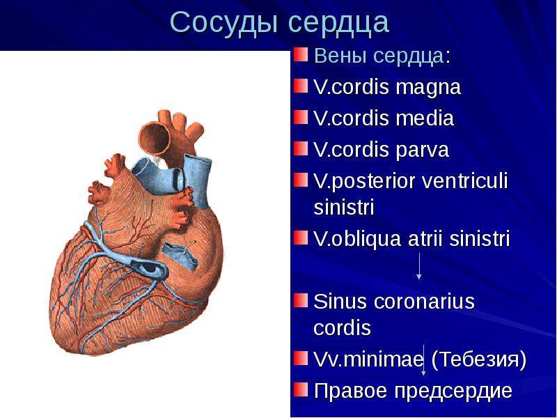 Венозное сердце