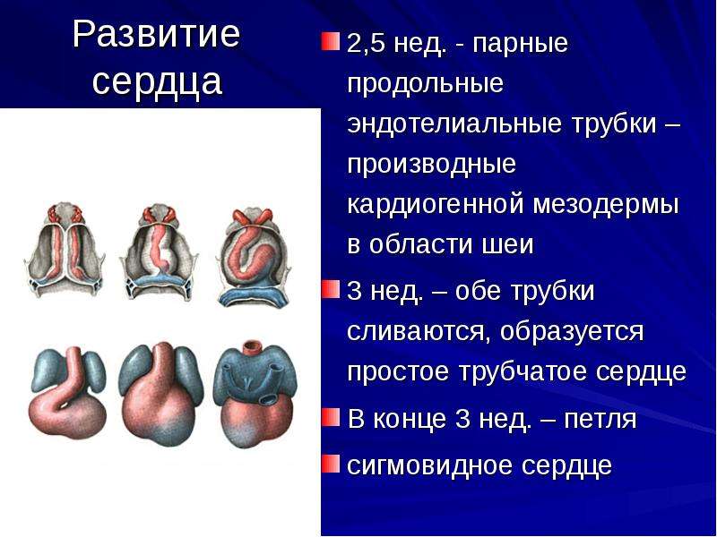 Развитие сердца презентация