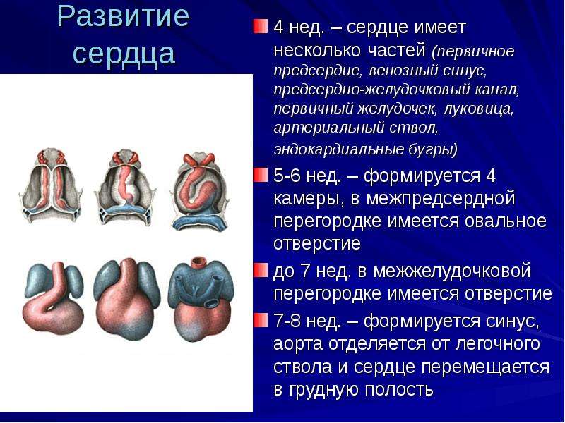 Развитие сердца. Стадии развития сердца кратко. Развитие сердца кратко.