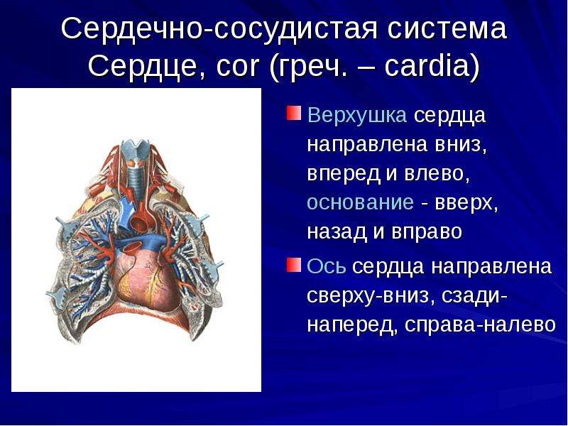 Верхушка сердца. Сердечно сосудистая система. Сердечно сосудистая система сердце. Верхушка сердца направлена.