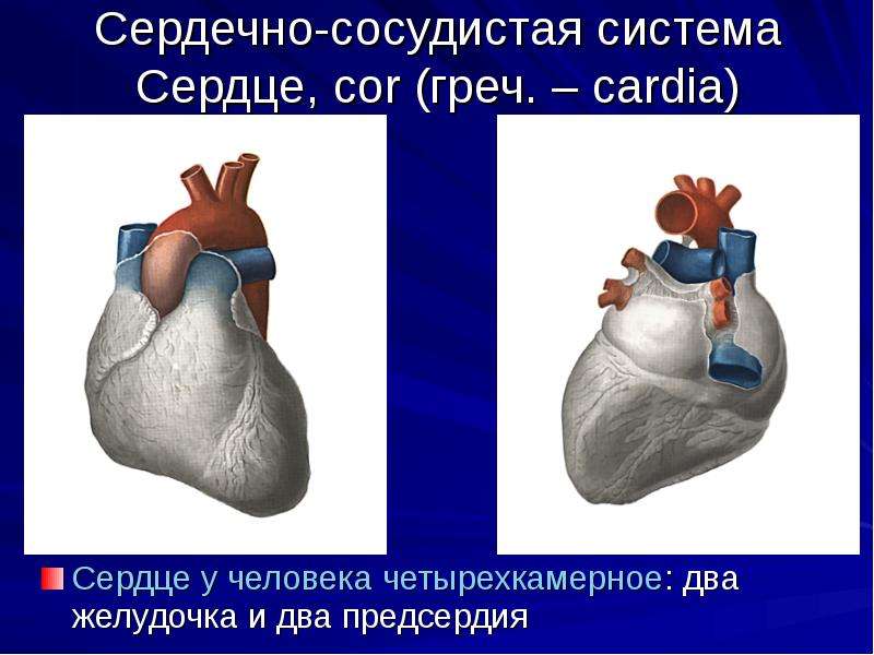 Сосуды сердца презентация