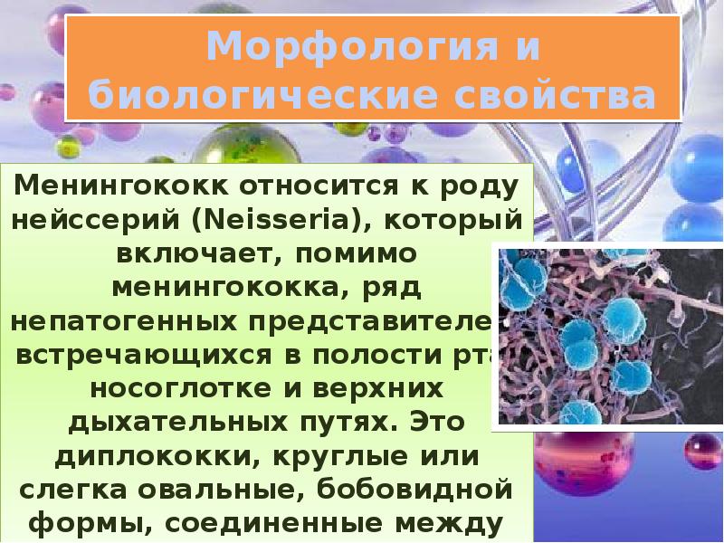 Гонококки презентация микробиология