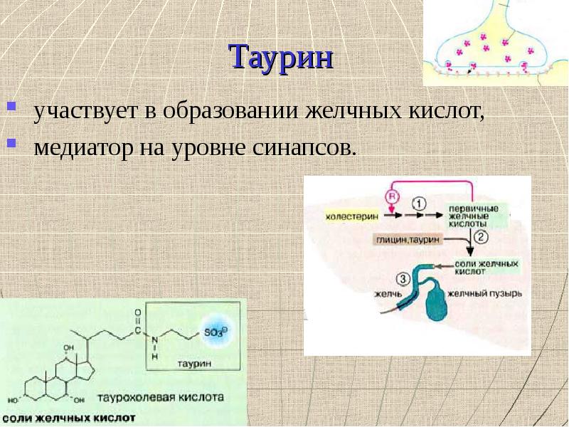 Таурин действие. Образование желчных кислот. Биологическая роль таурина. Образование желчи биохимия. Механизм действия таурина.