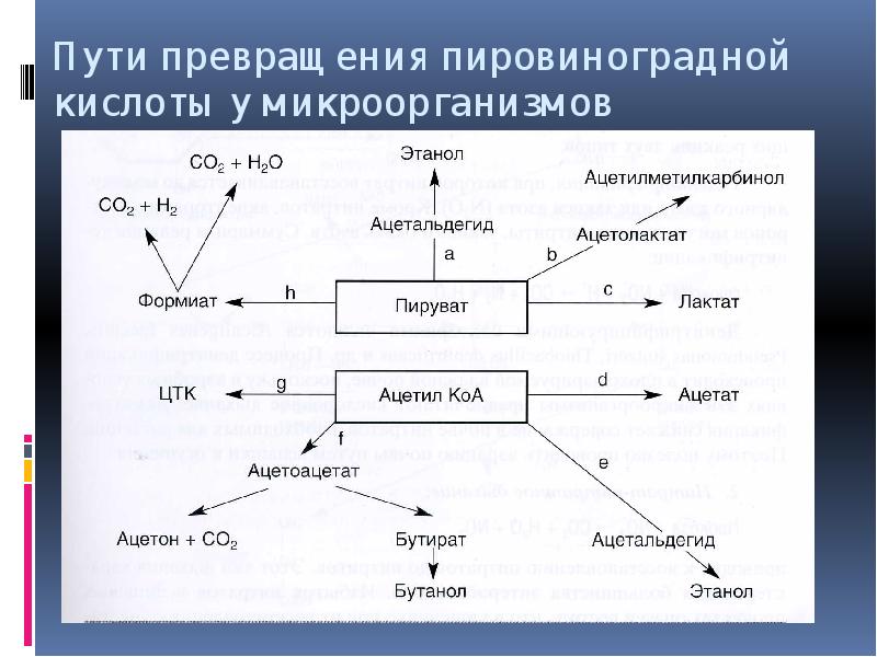 Путь вывода. Схема образования пировиноградной кислоты. Возможные продукты превращения пировиноградной кислоты. Пути превращения ПВК. Пути образования пирувата.