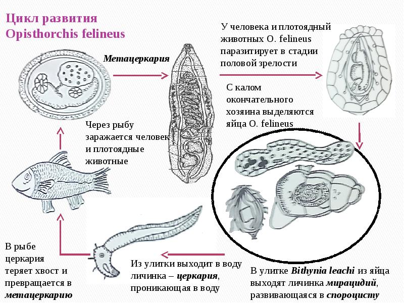 Цикл развития легочного сосальщика