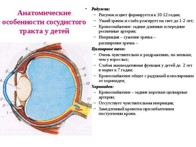 Патология сосудистой оболочки глаза презентация