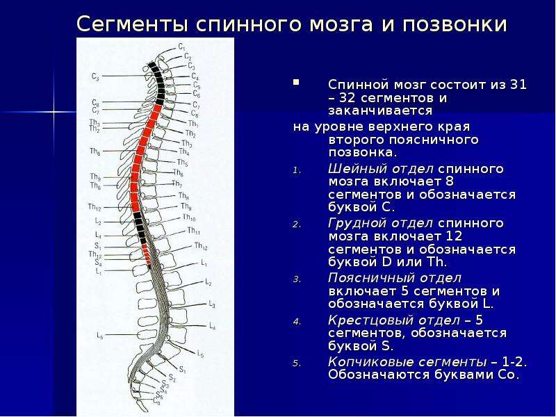 Отделы спинного мозга. Сегменты s1 s2 спинного мозга. Позвоночник и сегменты спинного мозга. S2-s4 сегментов спинного мозга. Спинной мозг шейный отдел анатомия.