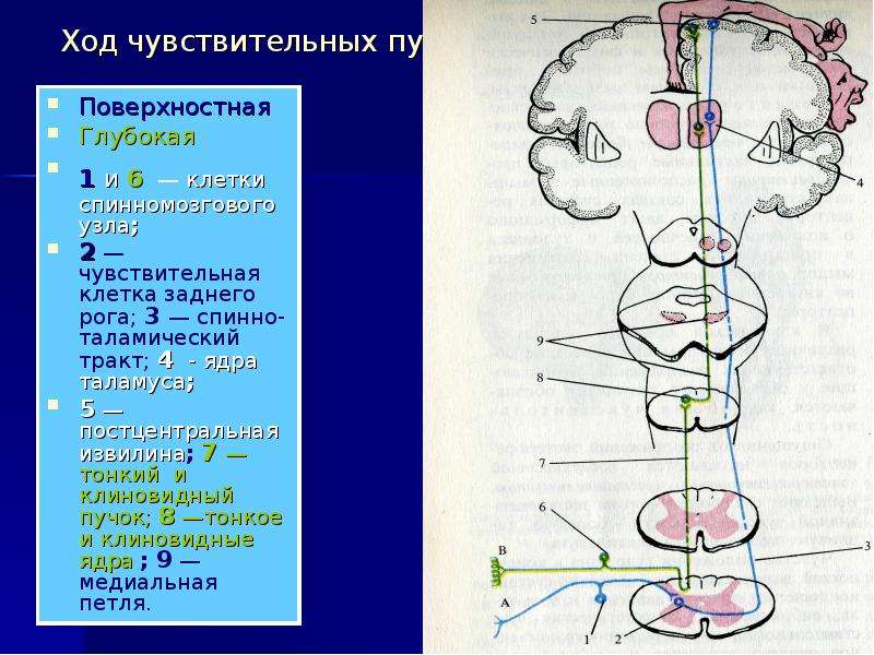 Проводящие пути рисунки