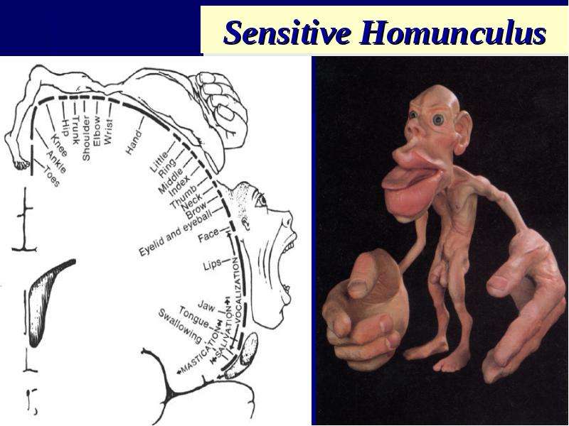 Гомункулус что это. Чувствиельный гомункул. Чувствительный гомункулус. Чувствительный гамунгус.