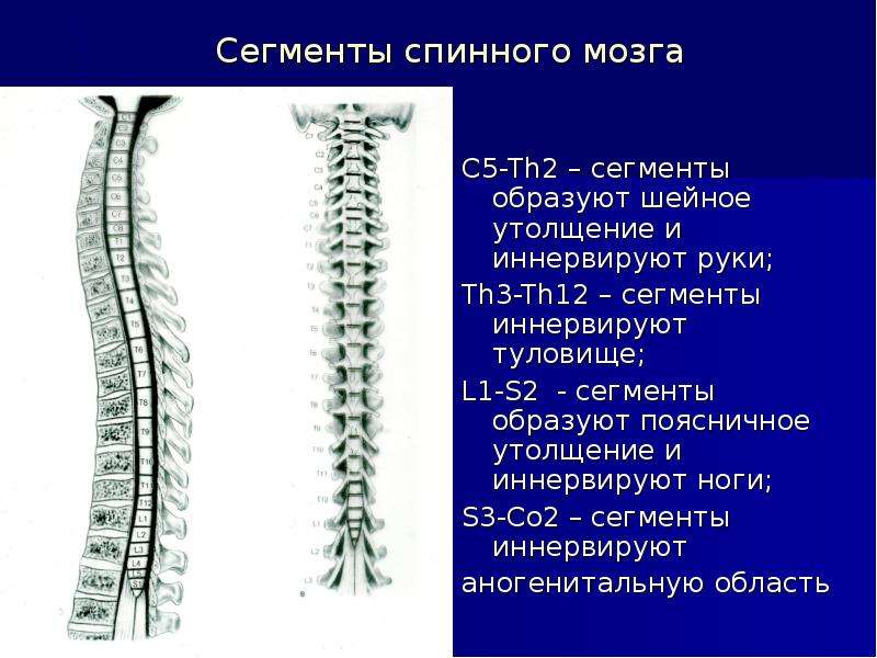 Количество сегментов спинного мозга. Сегменты s1 s2 спинного мозга. Спинной мозг l2. Утолщения спинного мозга уровни. Сегмент д4 спинного мозга.