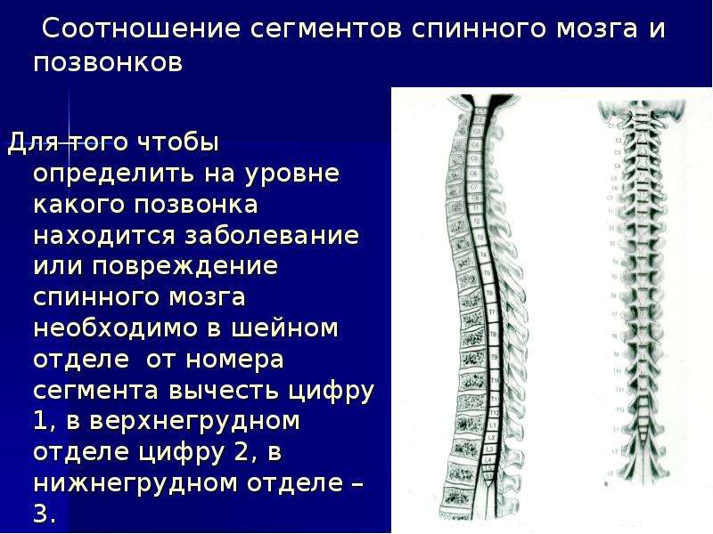 Нижняя граница спинного мозга соответствует позвонку. Соответствие сегментов спинного мозга позвонкам. Сегменты спинного мозга на уровне позвонков. Сегменты в шейном отделе спинного мозга.