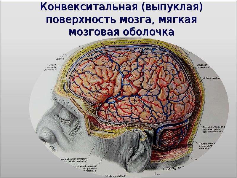 Поверхности мозга. Конвекситальный отдел головного мозга. Конвекситальная кора головного мозга это. Конвекситальная Вена головного мозга. Кора головного мозга это мягкая мозговая оболочка.