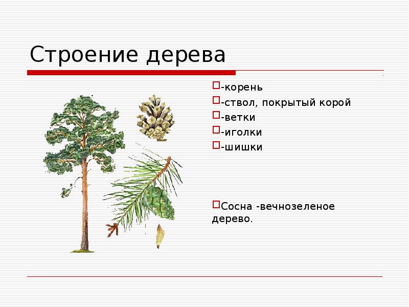 Строение дерева -корень -ствол, покрытый корой -ветки -иголки -шишки Сосна -вечнозеленое дерево.