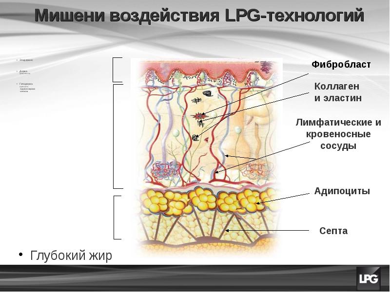 Подкожная жировая клетчатка выполняет функцию