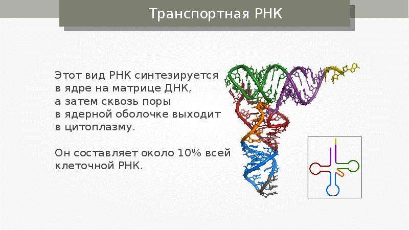 Т рнк синтезируется. Строение транспортной РНК схема. ТРНК. Строение ТРНК. И РНК синтезируется в.