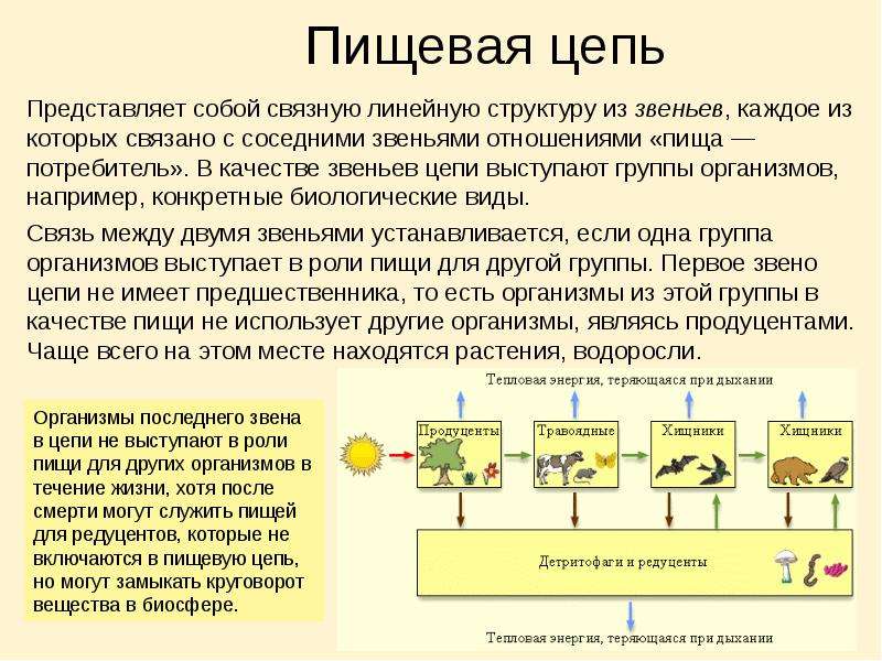 Вывод составление схем передачи веществ и энергии