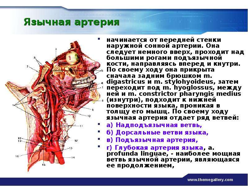 Сосуды шеи как называется