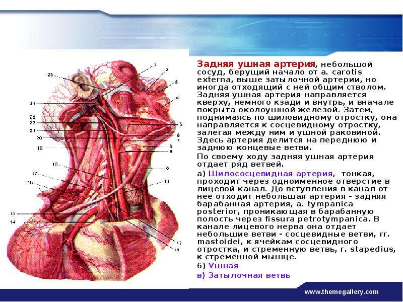 Сосуд на латинском. Ушная артерия кровоснабжает. Ушная ветвь затылочной артерии. Задняя ушная артерия ветви.
