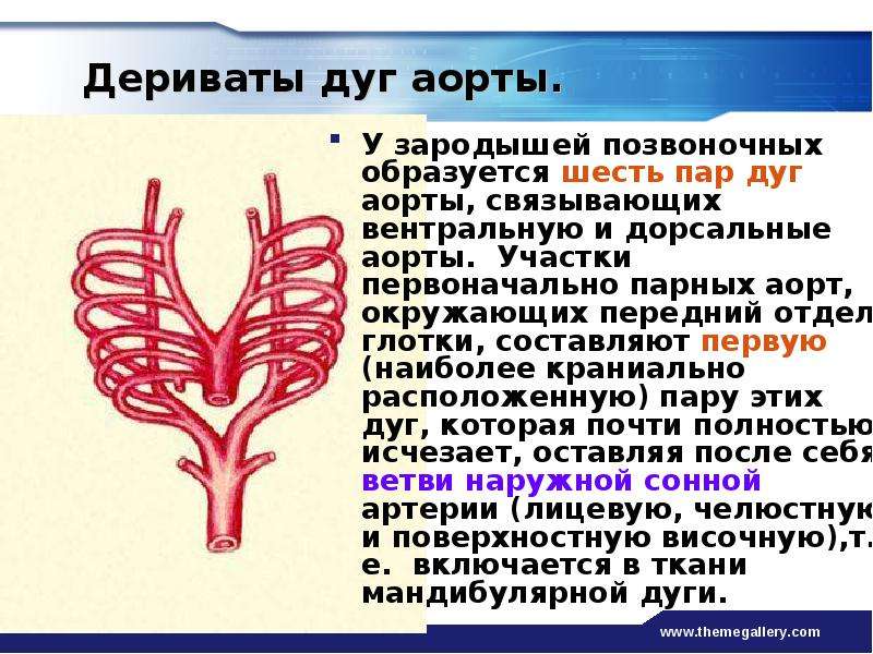 Правая аорта. Перечислите ветви дуги аорты. Вентральные и дорсальные аорты. Ветви дуги аорты справа налево. Артериальные дуги у позвоночных.