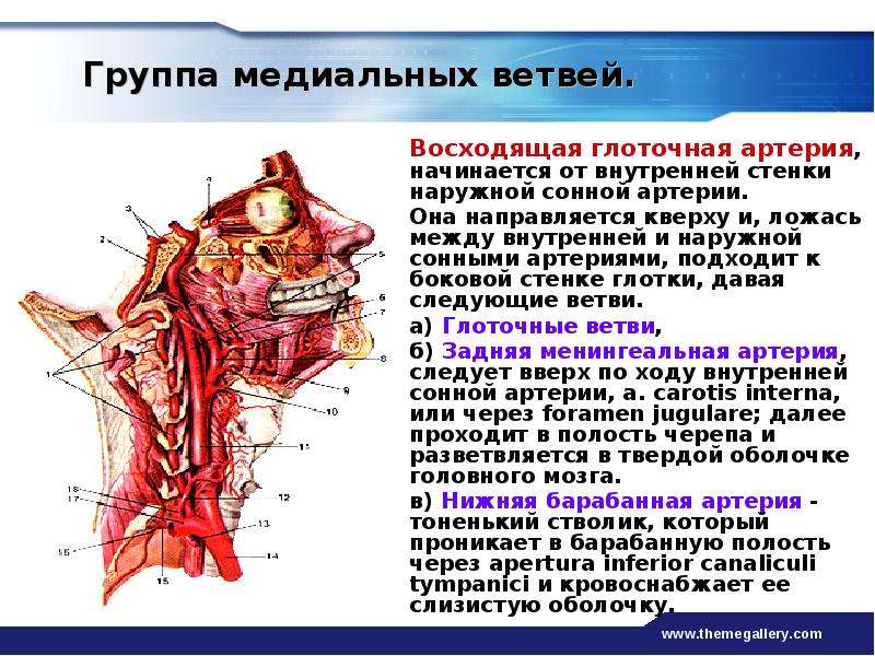 Артерия латынь. Внешняя Сонная артерия кровоснабжает. Восходящая глоточная артерия. Внутренние сонные артерии кровоснабжают. Медиальные ветви наружной сонной артерии.