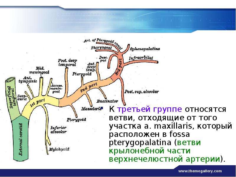 Arteria maxillaris схема