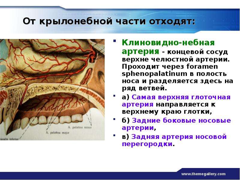 От крылонебного узла отходят. Крылонебная ганглия. Клиновидно небная артерия. Анатомия небной артерии.