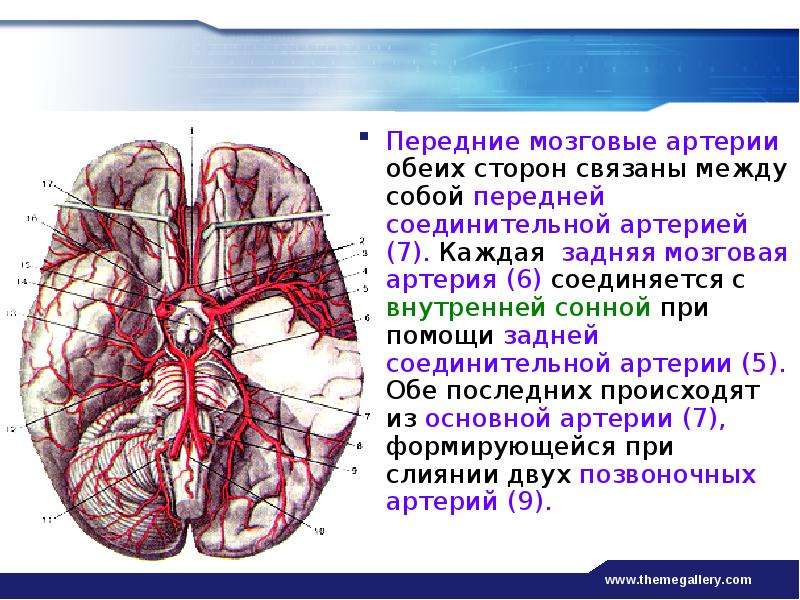 Мозговые артерии. Средняя мозговая артерия кровоснабжает. Задняя мозговая артерия кровоснабжает. Задняя соединительная и задняя мозговая артерия. Сегменты задней мозговой артерии.