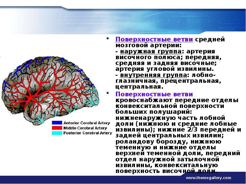 Артерии среднего мозга. Средняя мозговая артерия. Поверхностные ветви средней мозговой артерии. Передняя и средняя мозговые артерии. Средняя мозговая артерия головного мозга.