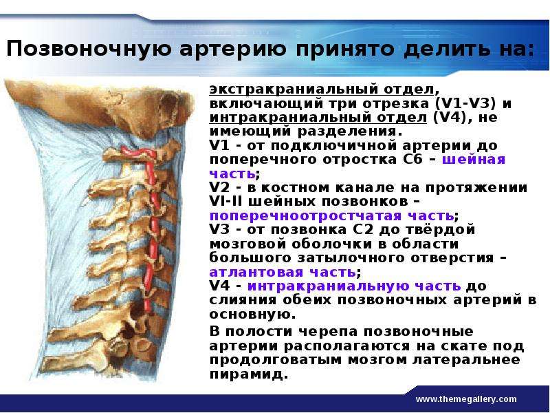 Сегменты позвоночной артерии