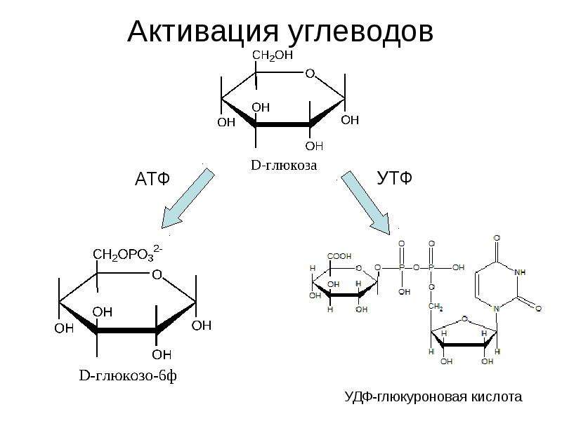 Обмен глюкозы. Формула УДФ глюкуроновой кислоты. Глюкуроновая кислота формула. УДФ глюкуроновая кислота формула. Глюкуроновая кислота структурная формула.