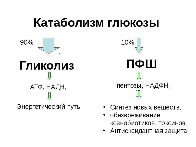 Схема катаболизма глюкозы