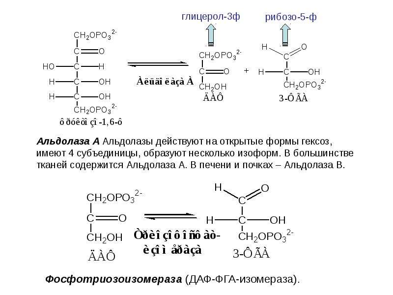 Обмен глюкозы. Фруктозобисфосфат альдолаза. Альдолаза функции. Глицерол из Глюкозы. Фосфотриозоизомераза реакция.