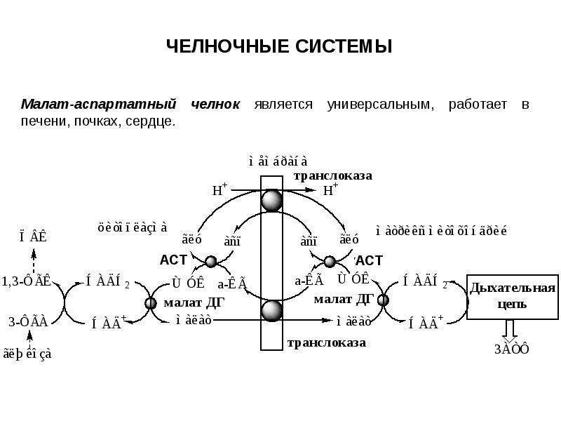 Обмен глюкозы. Малат-аспартатная челночная система. Дыхательная цепь 1 типа малат. Гликолиз и дыхательная цепь.