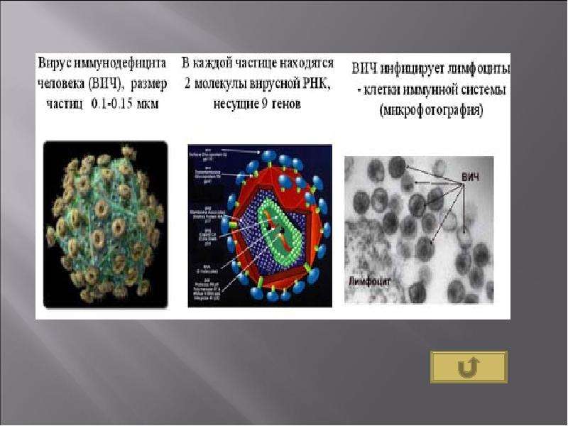 ВИЧ биология 10 класс. СПИД 10 класс. Разница клеток ВИЧ. Лабораторная работа по биологии спид и гепатит