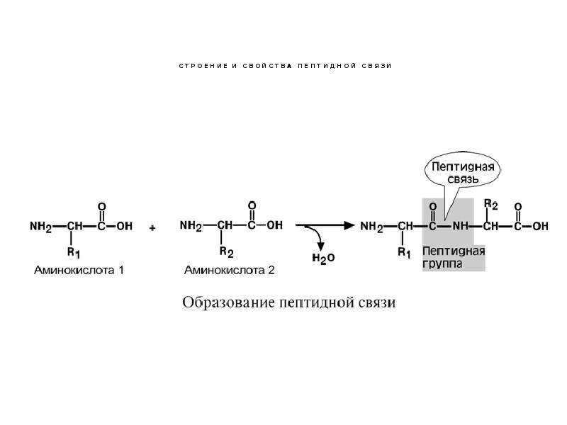 Схема образования пептидной связи
