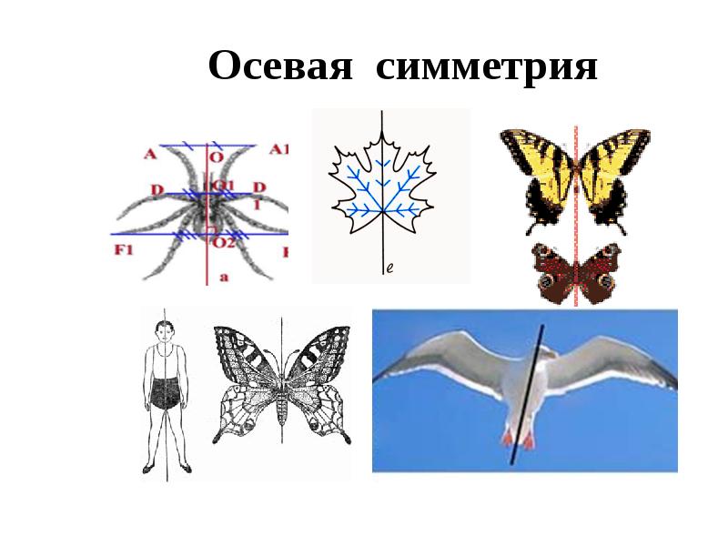 Картинки на тему осевая симметрия