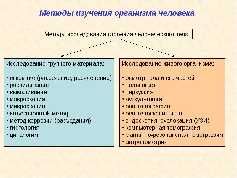 Анатомия и физиология, как науки, слайд №18