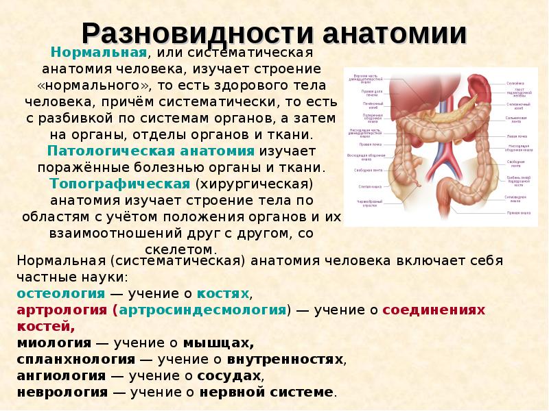 Анатомия и физиология, как науки, слайд №3