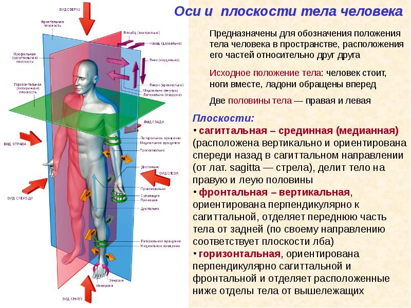 Анатомия и физиология, как науки, слайд №28