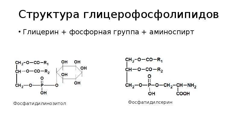 Схема синтеза глицерофосфолипидов