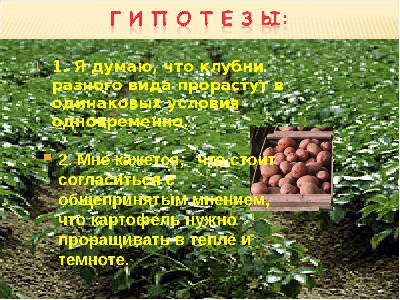 Картофелеводство презентация. Условия выращивания картофеля. Исследовательская работа картофель разные виды. Выгодно ли выращивать картофель.