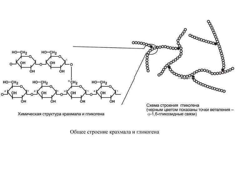 Схема строения крахмала