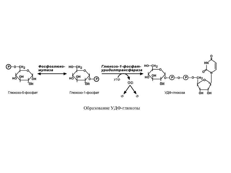 Фосфат реакция. Глюкозо 1 фосфат уридилтрансфераза. УДФ-глюкопирофосфорилаза. УДФ глюкозодегидрогеназа. УДФ строение.