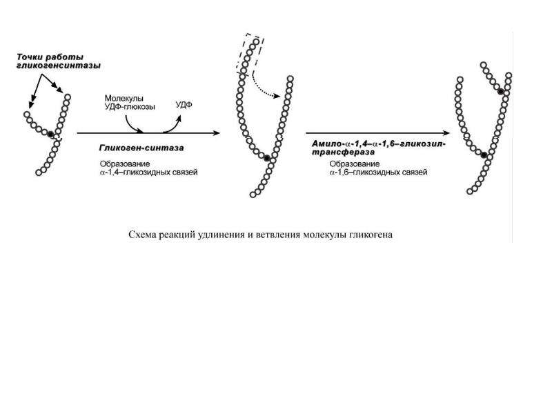 Ветвление и ветвление гликогена схема