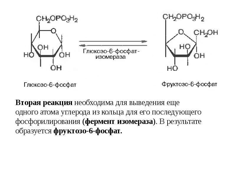 Фруктоза атомы. Реакции образования фруктозо-6-фосфата. Фруктозо-6-фосфат образуется в процессе. Фруктозо 6 фосфат функции. Глюкозо 6 фосфат фруктозо 6 фосфат фермент.