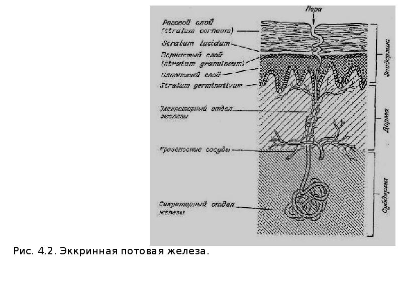 Эккриновых желез